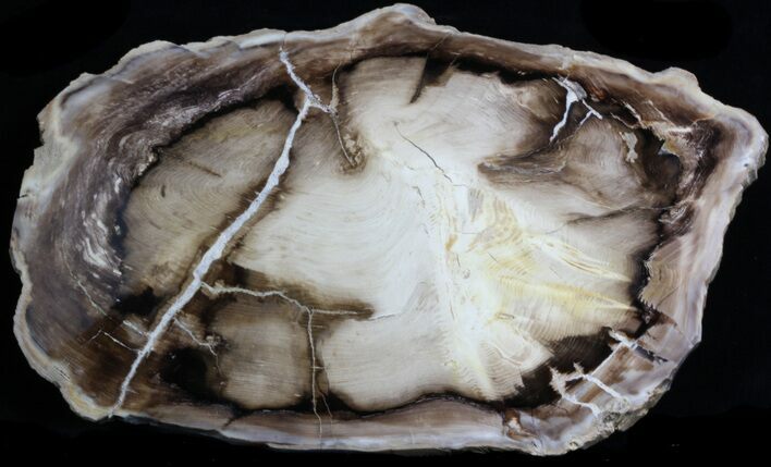 Large Eagles Nest Petrified Wood (Spruce) - #34478